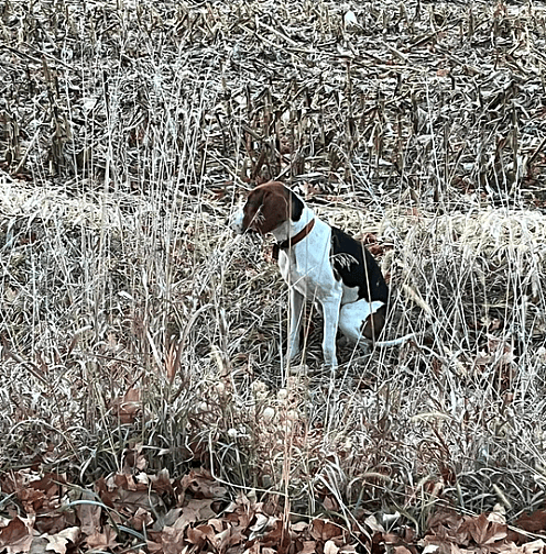 Dog Rescue: Lost Coonhound Miraculously Survives 20-Ft Cliff Fall!