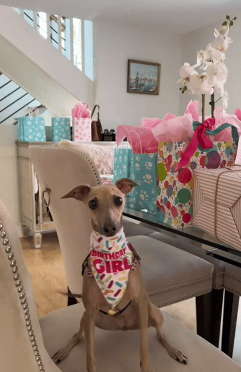 Watch: Italian Greyhound’s Fabulous 1st Birthday Party in all Pink Will Give You Major FOMO!