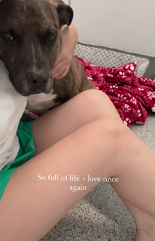 Pitbull Fought Back Against a Deadly Disease Called Valley Fever in Dogs