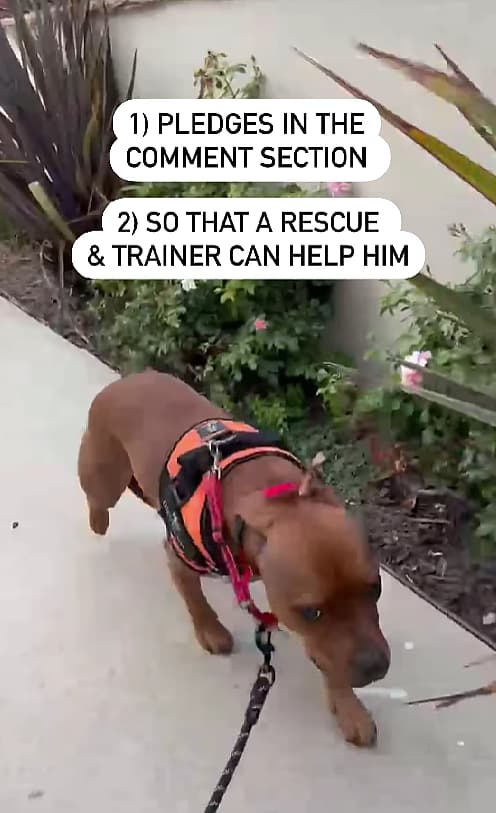 Terrier’s Signs of Aggression Put Him in Danger—Urgent Plea To Help!