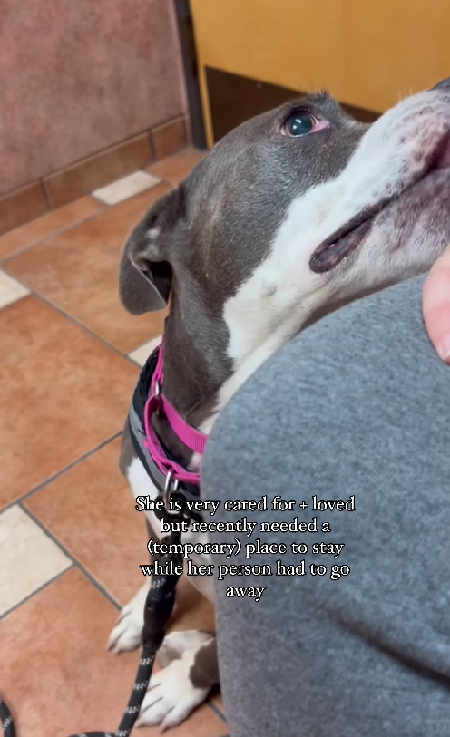 Two-Way Rescue: Homeless Dogs and People Finding Purpose Together
