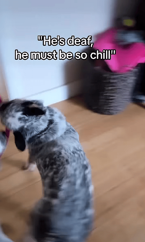 Deaf Dog Causes Hilarious Mayhem in Viral Video - This Pup's Antics Will Have You in Stitches!