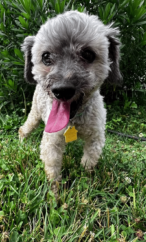 10-Year-Old Toothless Poodle Seeks a Home to Live Out His Golden Years