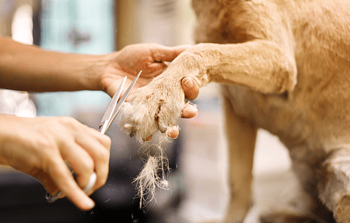 dog grooming