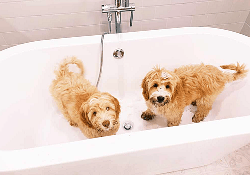 Australian Labradoodle getting bath
