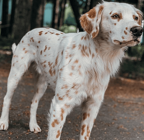 A Lemon long haired dalmatian