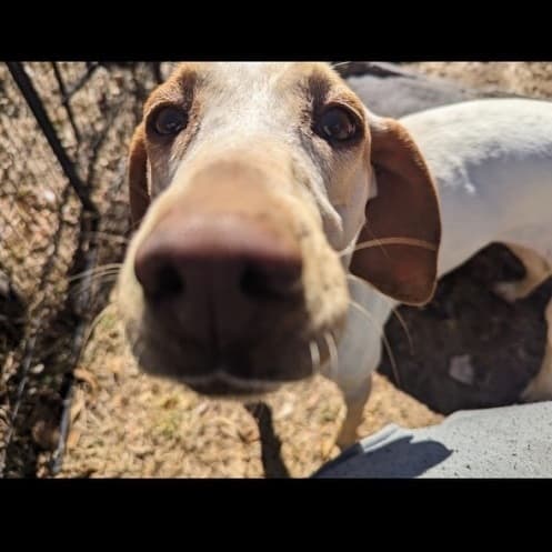 ELLIE