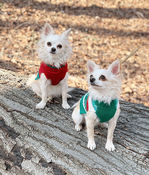 Long-Haired Chihuahua