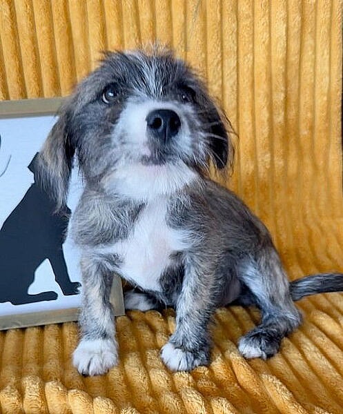 **FAYE** - Schnauzer