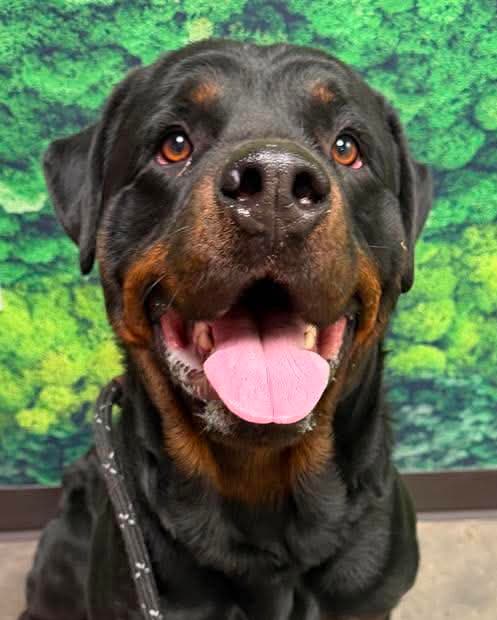 Orbit - Rottweiler