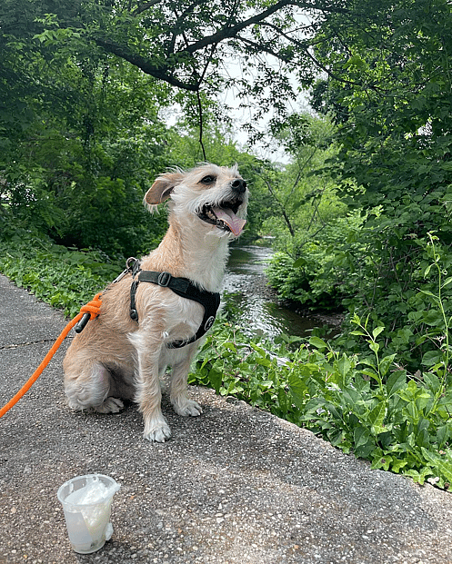 Benny Jet the Chipoo