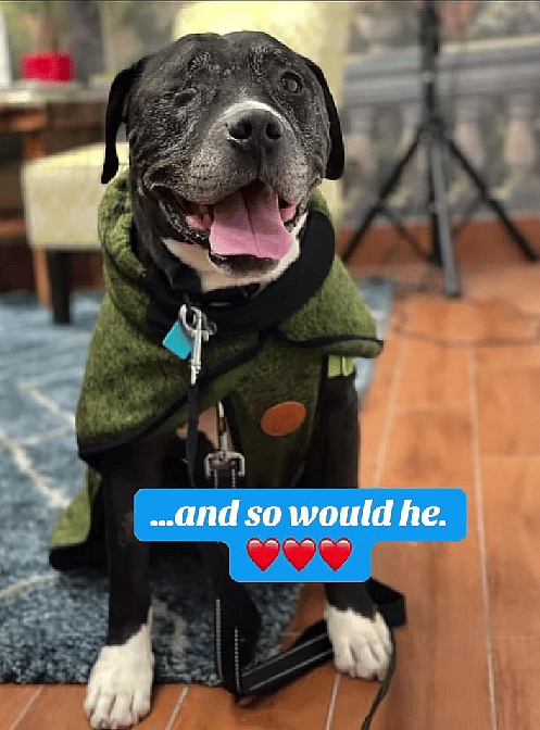 Majik: One-Eyed Hero: How This Senior Pup Is Battling Back Against the Odds