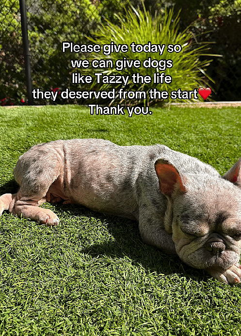 This Frenchie Was Bred to Exhaustion, Then Thrown Away—Now She’s Fighting for her Life
