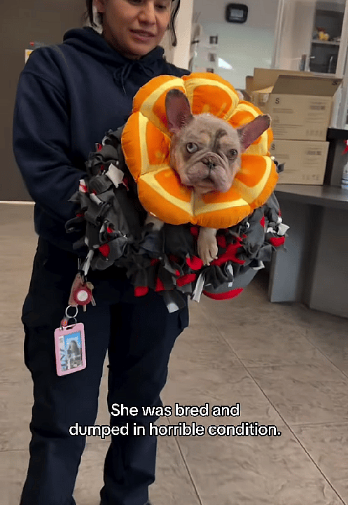 This Frenchie Was Bred to Exhaustion, Then Thrown Away—Now She’s Fighting for her Life