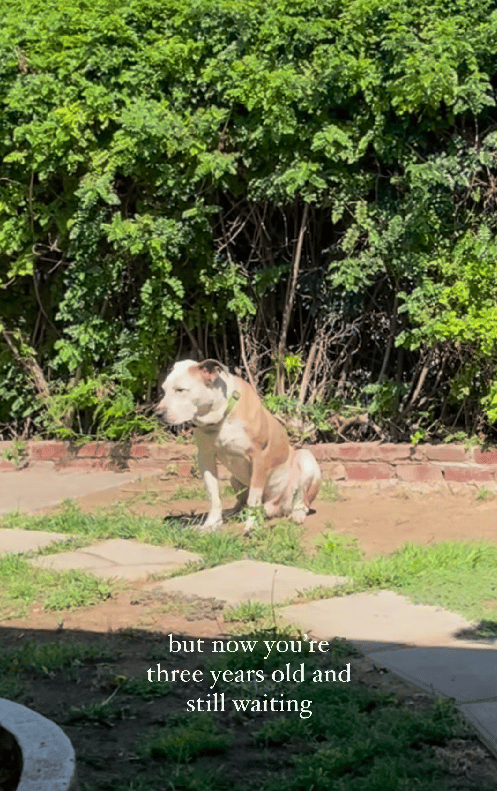 1,500-Day Wait: Can A Sweetheart Pittie Finally Find Some Love?