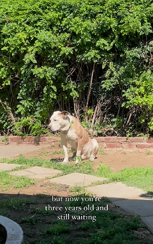 1,500-Day Wait: Can A Sweetheart Pittie Finally Find Some Love?