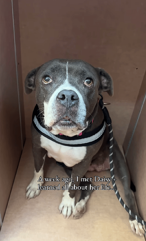 Two-Way Rescue: Homeless Dogs and People Finding Purpose Together