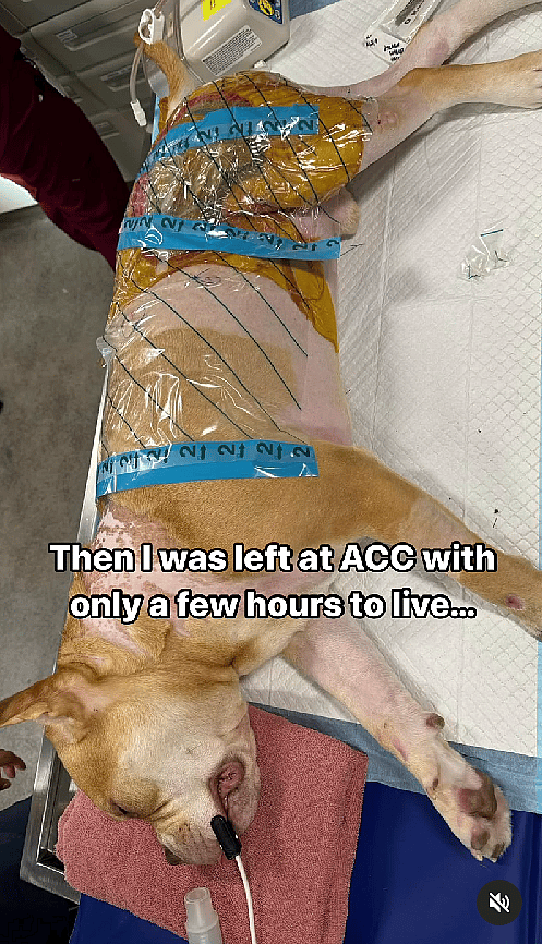 Owner Dumps Injured Pit Bull 7 Days After Car Accident, Rescuers Race Against Time To Save His Life