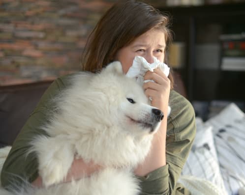 dog allergy