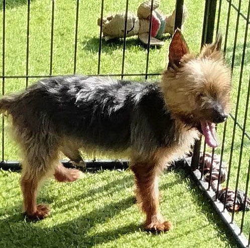 Myles - Yorkshire Terrier Yorkie