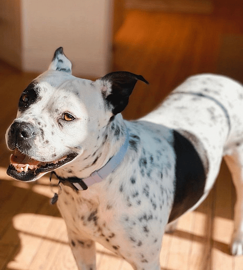 Dalmatian Pit Bull Mix