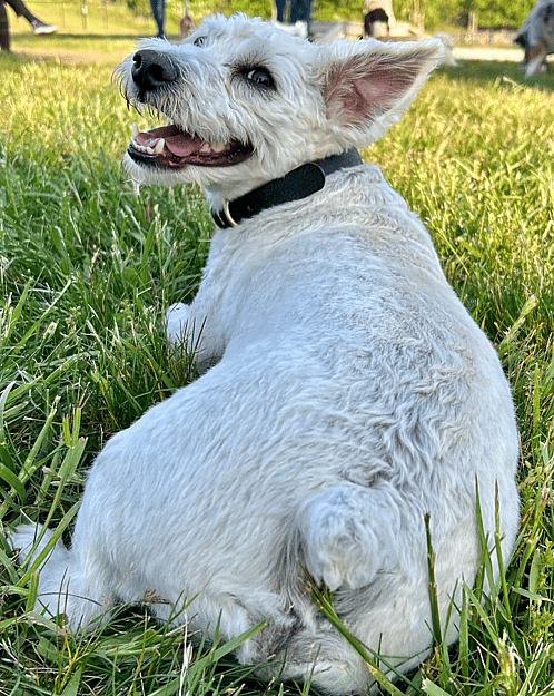 A westiepoo