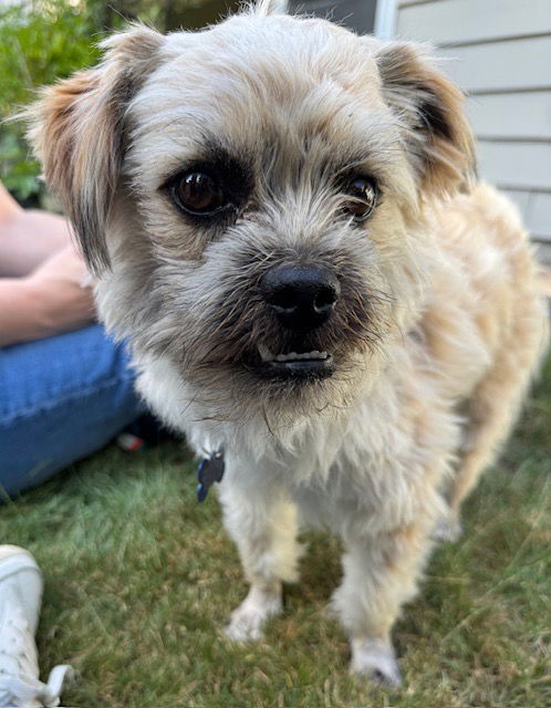 Phil - Terrier