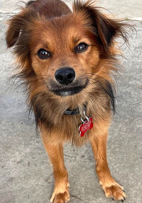 Nick - Chihuahua