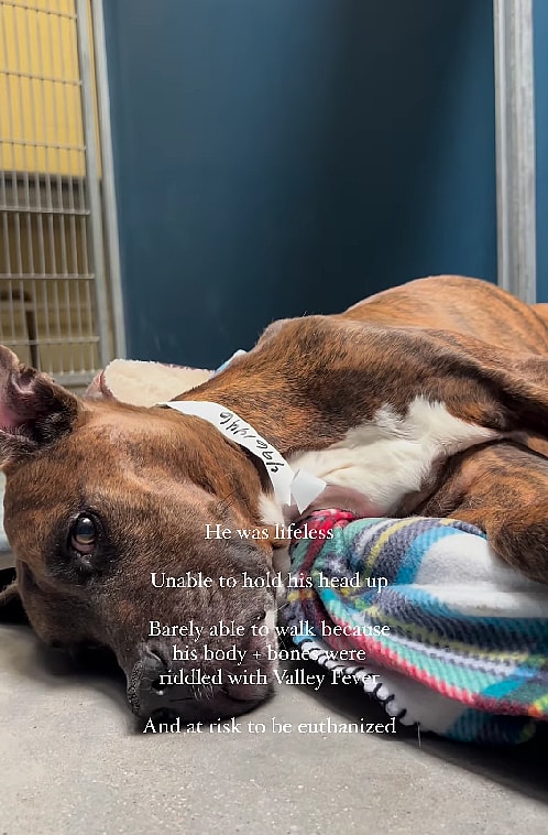 Pitbull Fought Back Against a Deadly Disease Called Valley Fever in Dogs