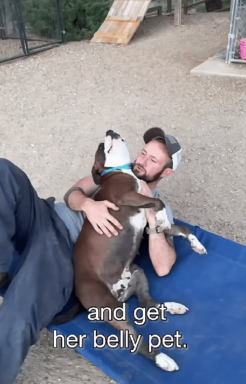 Kenya, Abandoned Pit Bull