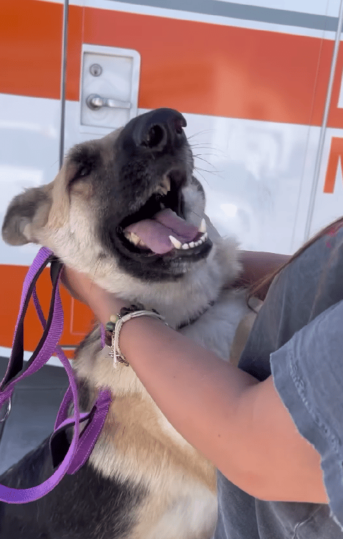 German Shepherd Rescued Moments Before Euthanasia Finds Hope and a New Name