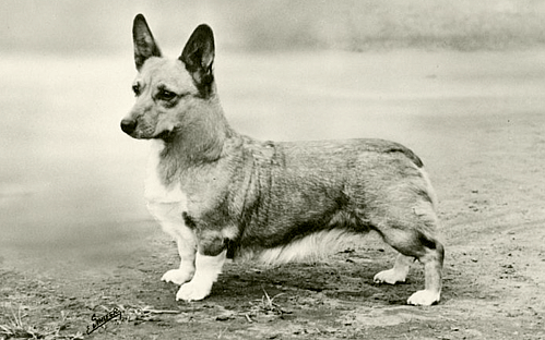 Crawley Crow Coracle of Aimhi, Pembroke Welsh Corgi. c. 1956