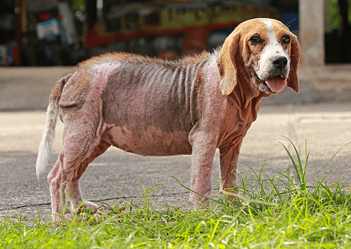 A dog with a mange case