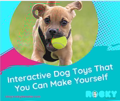 Interactive Dog Toys That You Can Make Yourself