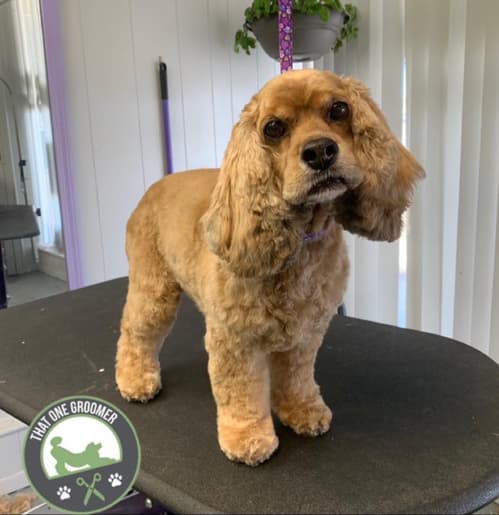 cocker spaniel haircut