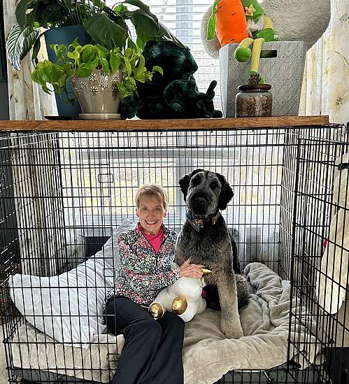 Watson the Giant Schnoodle