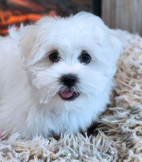 Lil' Betty
