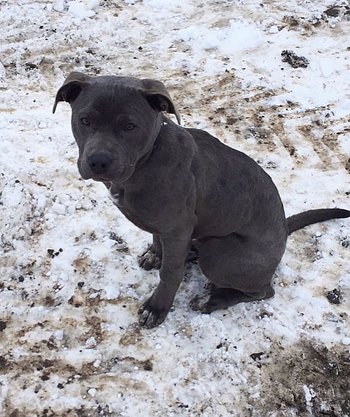 Desmond the pitty