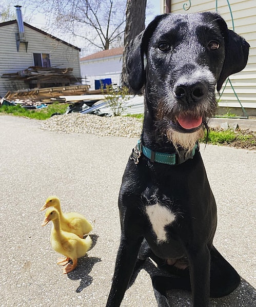 a Great Danoodle Dog