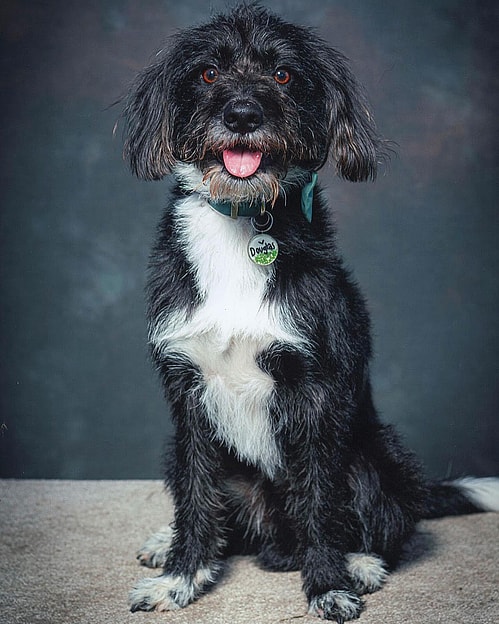 Douglas the Bordoodle