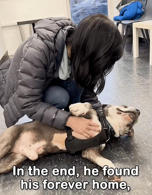 Too Weak to Lift His Head, This Senior Dog Had Given Up —Then a Miracle Changed Everything