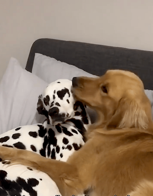 Dog rescue story: Golden Retriever Snubs New Puppy Sibling, but Undeterred Parents Knew Just What To Do