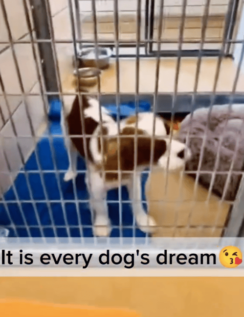 This Shelter Dog’s Reaction To Finding His Forever Home Will Melt Your Heart