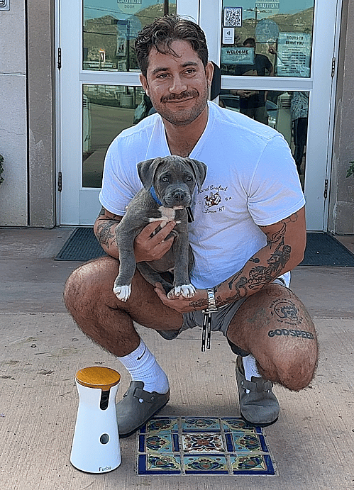 Sitting with dogs - pittie