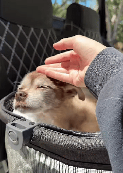 Bittersweet Tears As Hospice Dog Enjoys A Golf Cart Ride in His Final Days