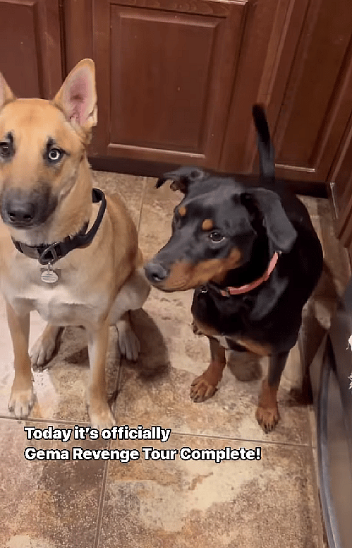 Anxiety-Riddled Dog's Last Chance Becomes a FAIRYTALE Ending!