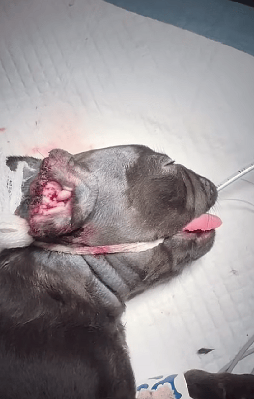 Ear Cropping Gone Wrong: An 8-Weeks-Old Puppy's Battle For Survival
