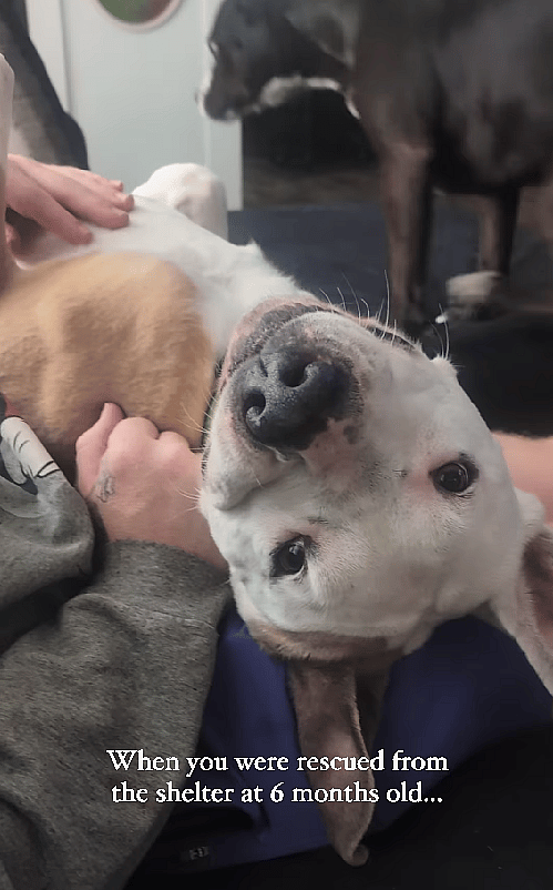 1,500-Day Wait: Can A Sweetheart Pittie Finally Find Some Love?