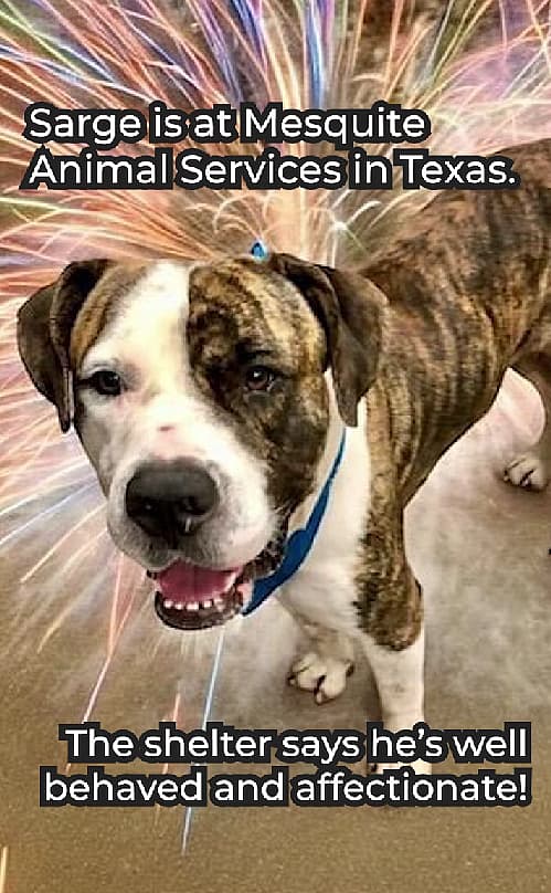 Mastiff Left Tied to Pole in 109-Degree Heat, Now Searching for Love