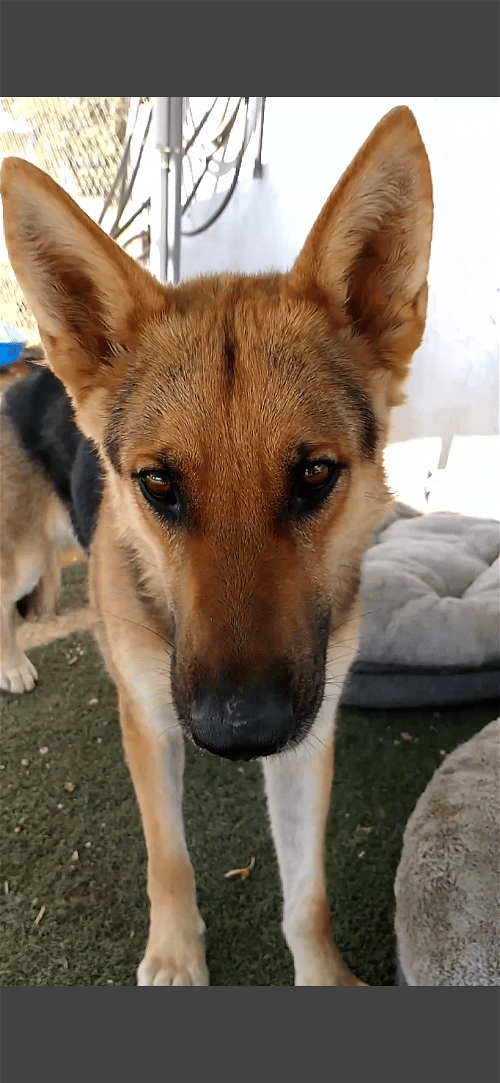Herman up for Adoption